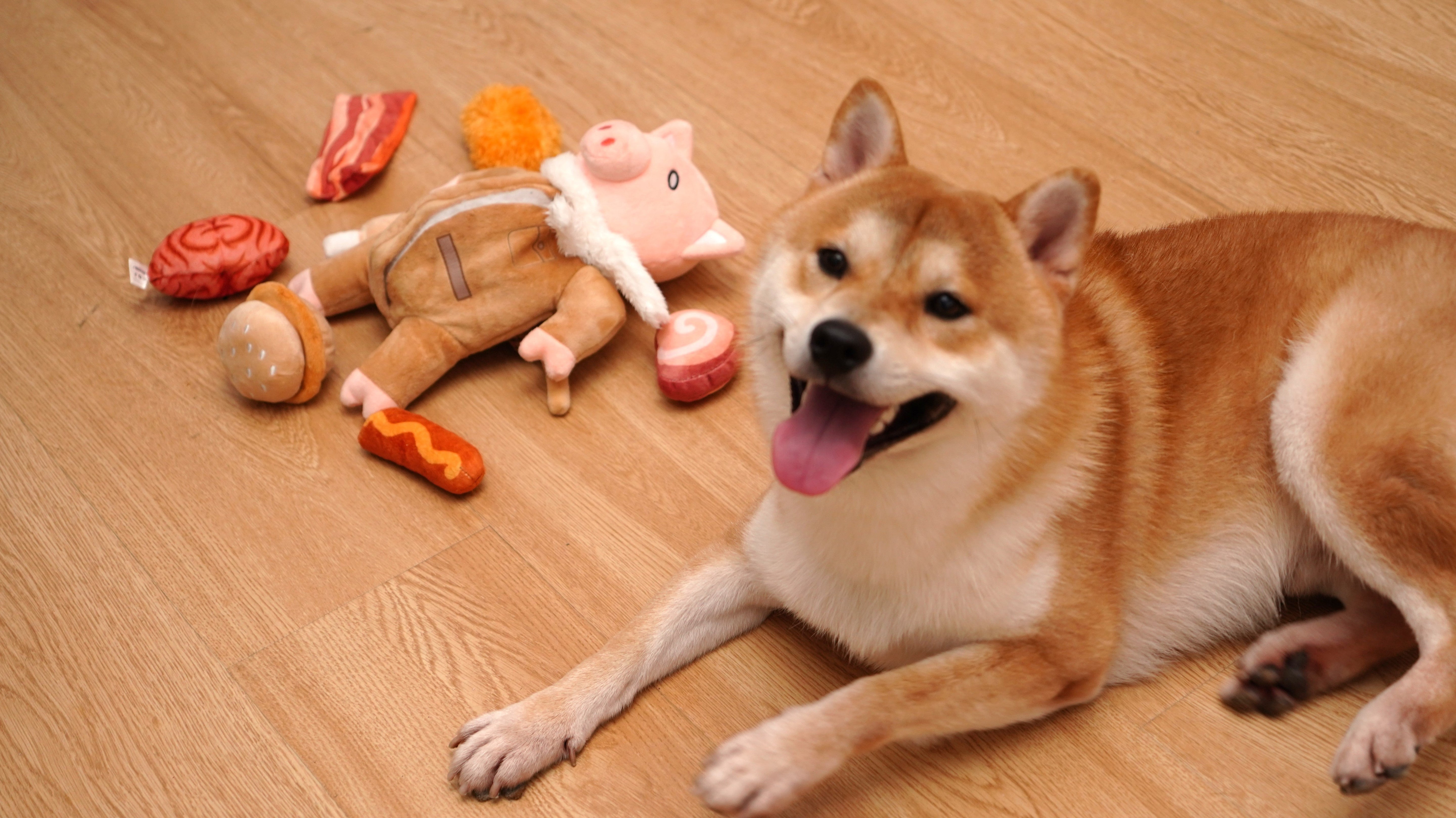 Let Your Dog Explore The Joyful World of Plush Toys