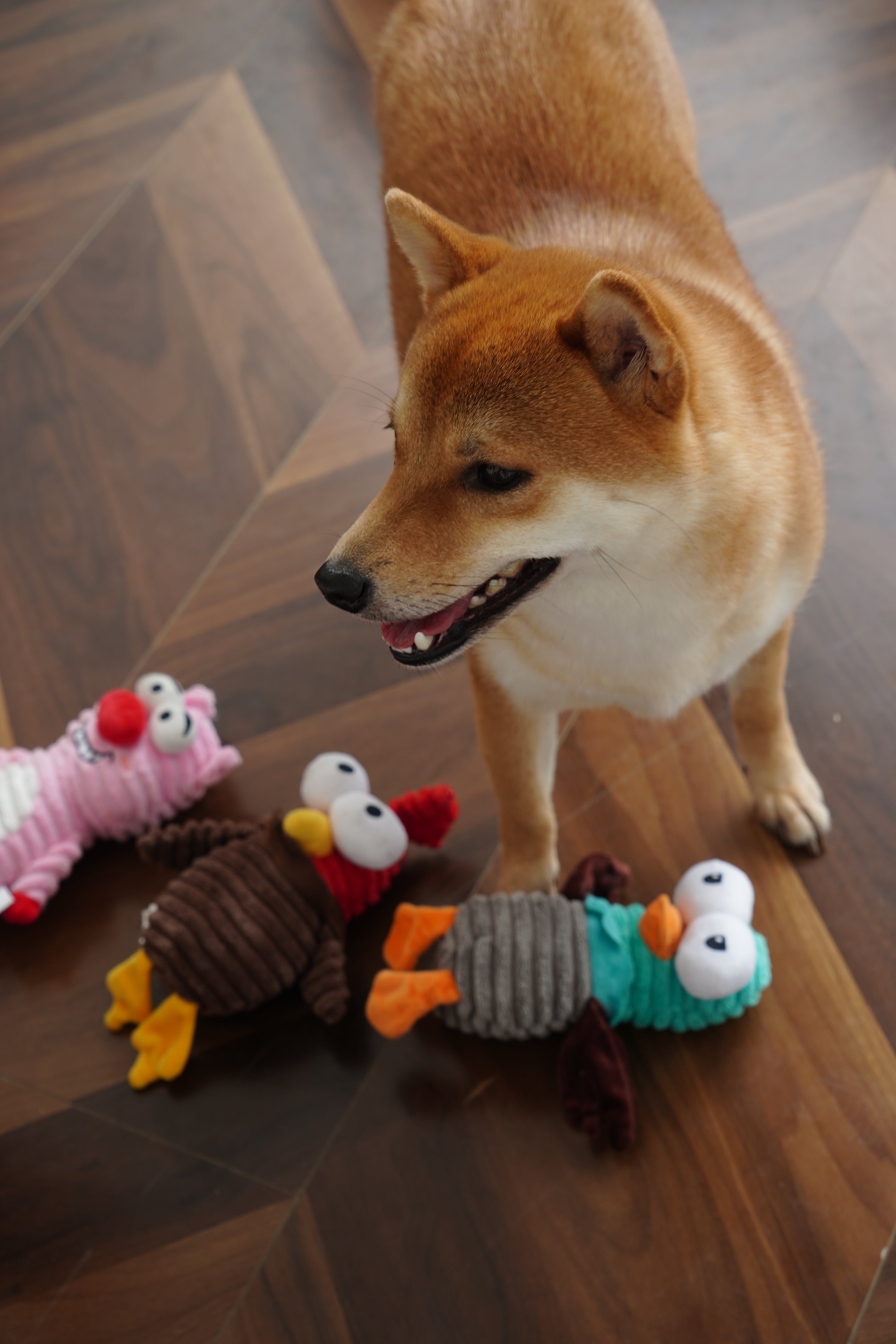 Join Nocciola’s TikTok Commission Collaboration in the US!