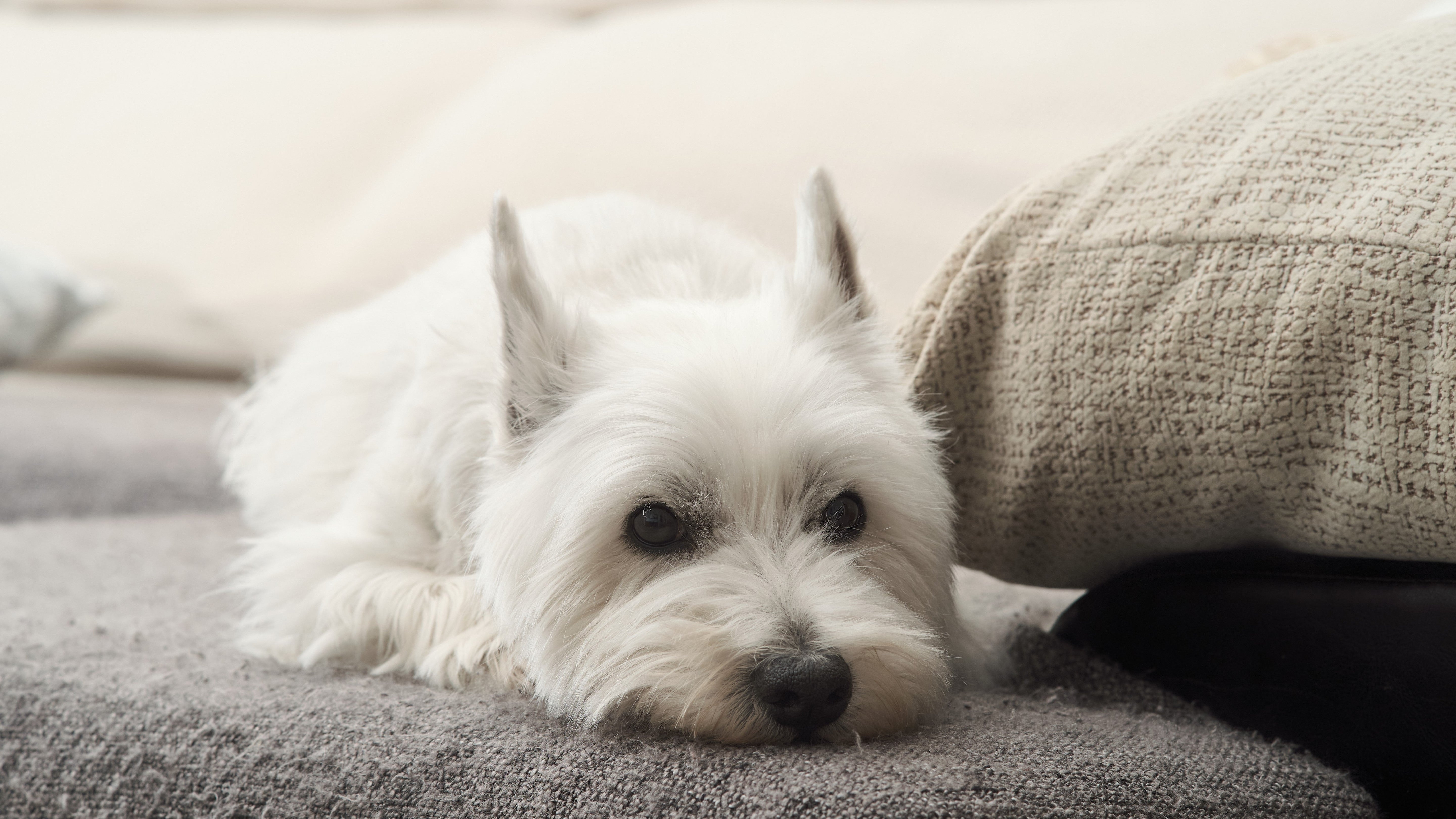 The Ultimate Guide to Dog Toy Hygiene