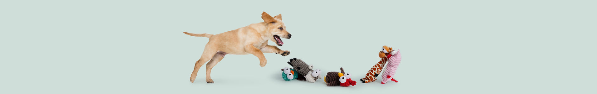 Dog playing with unique toys from the New Release collection, showcasing innovative features and fresh designs.