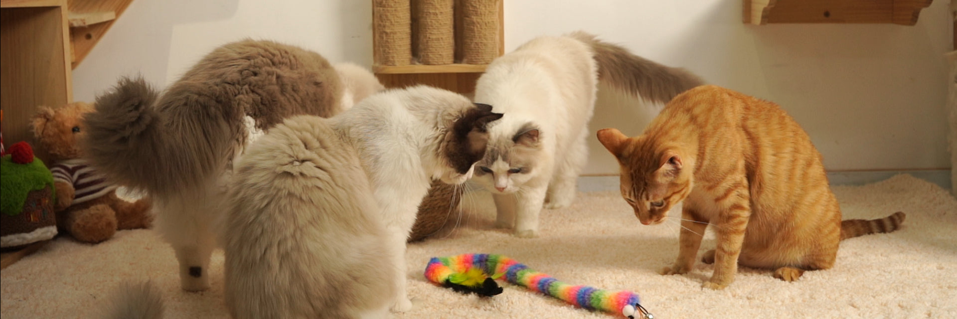 Cats playing with colorful Cat Toys in a cozy environment, showcasing their playful nature.