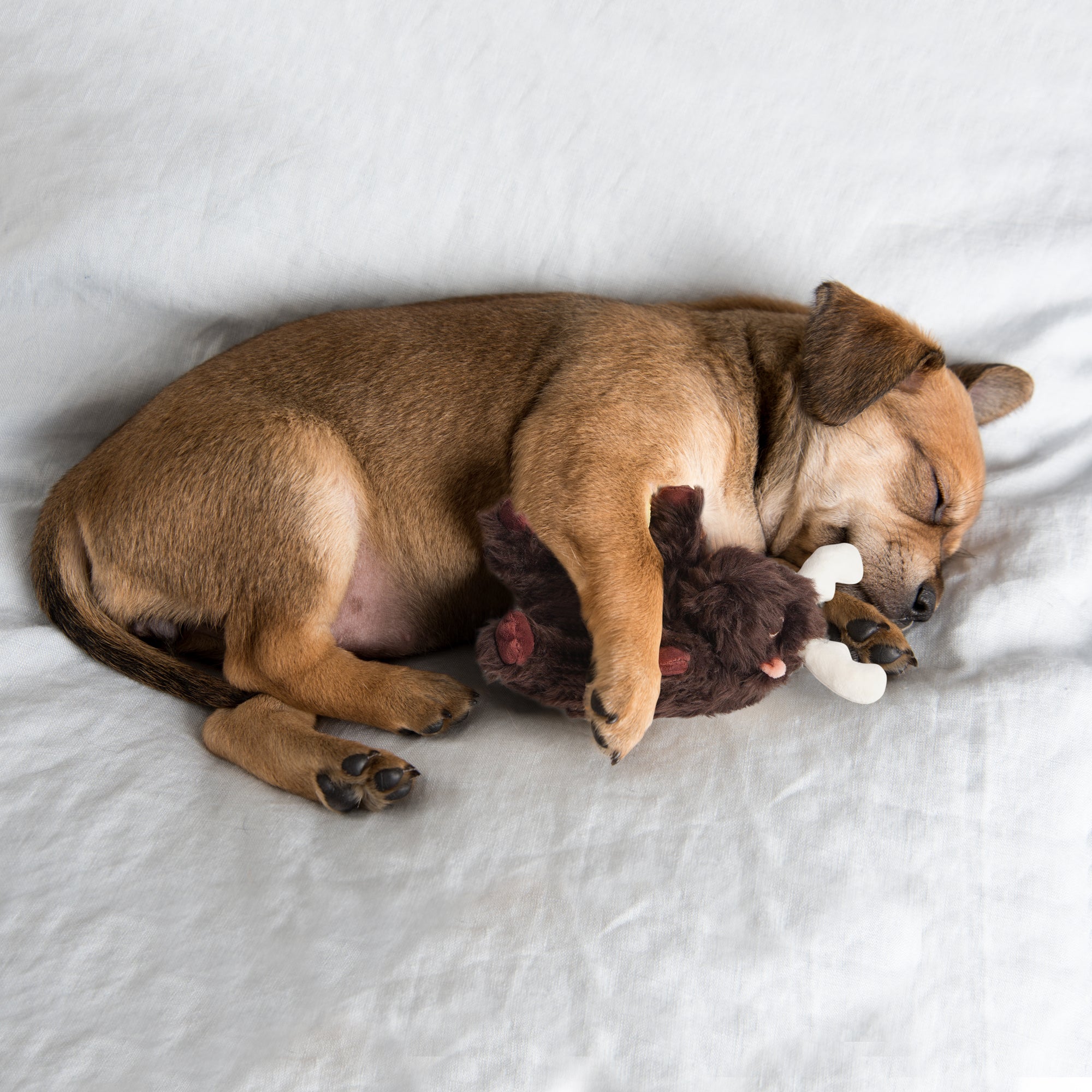 Fuzzwoof Moose Heart Beat Dog Toy