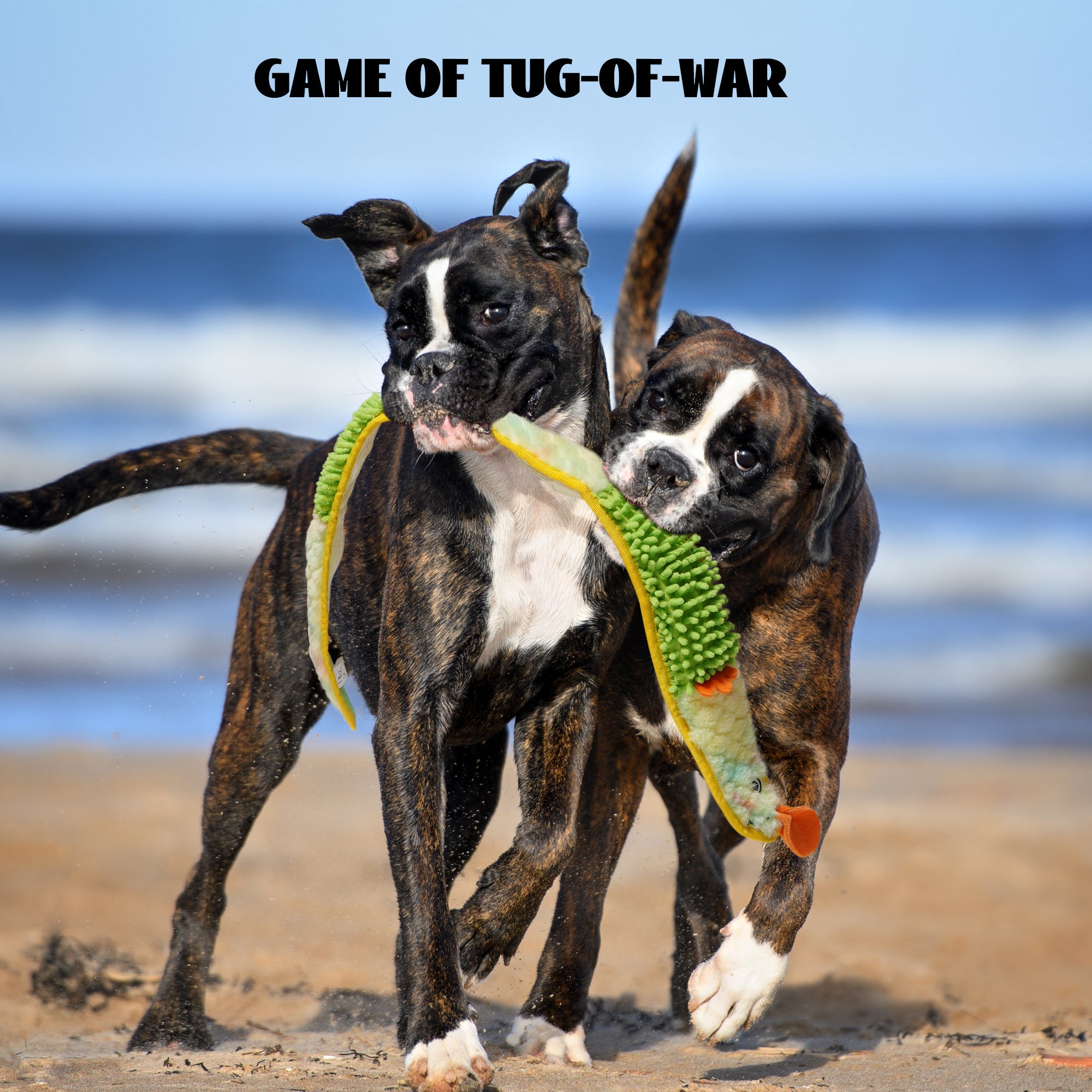 Nocciola No Stuffing EEL Crinkle Dog Squeaky Toys