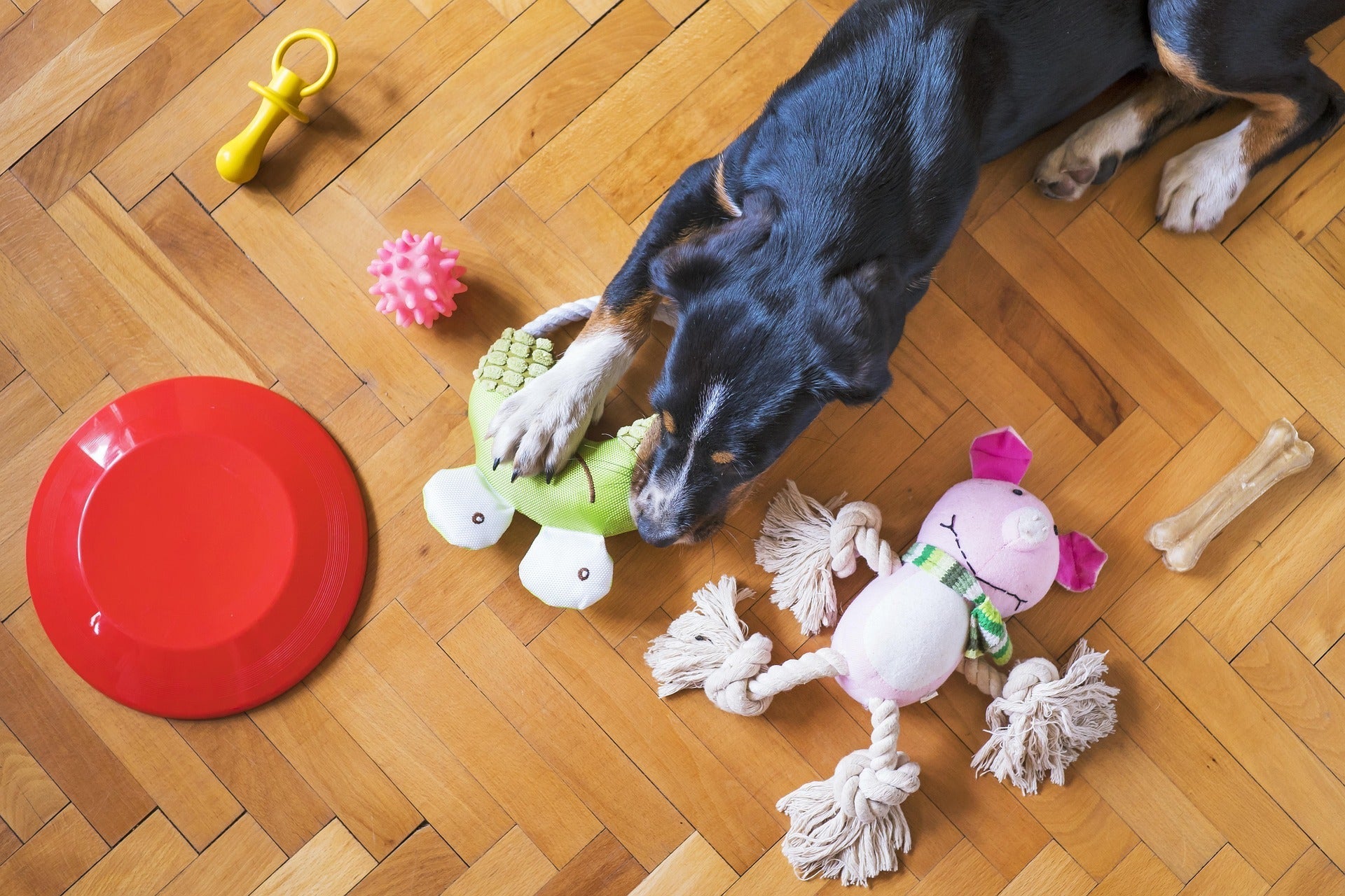 Let's Get Real About Pet Toys: Actually Making Playtime Matter