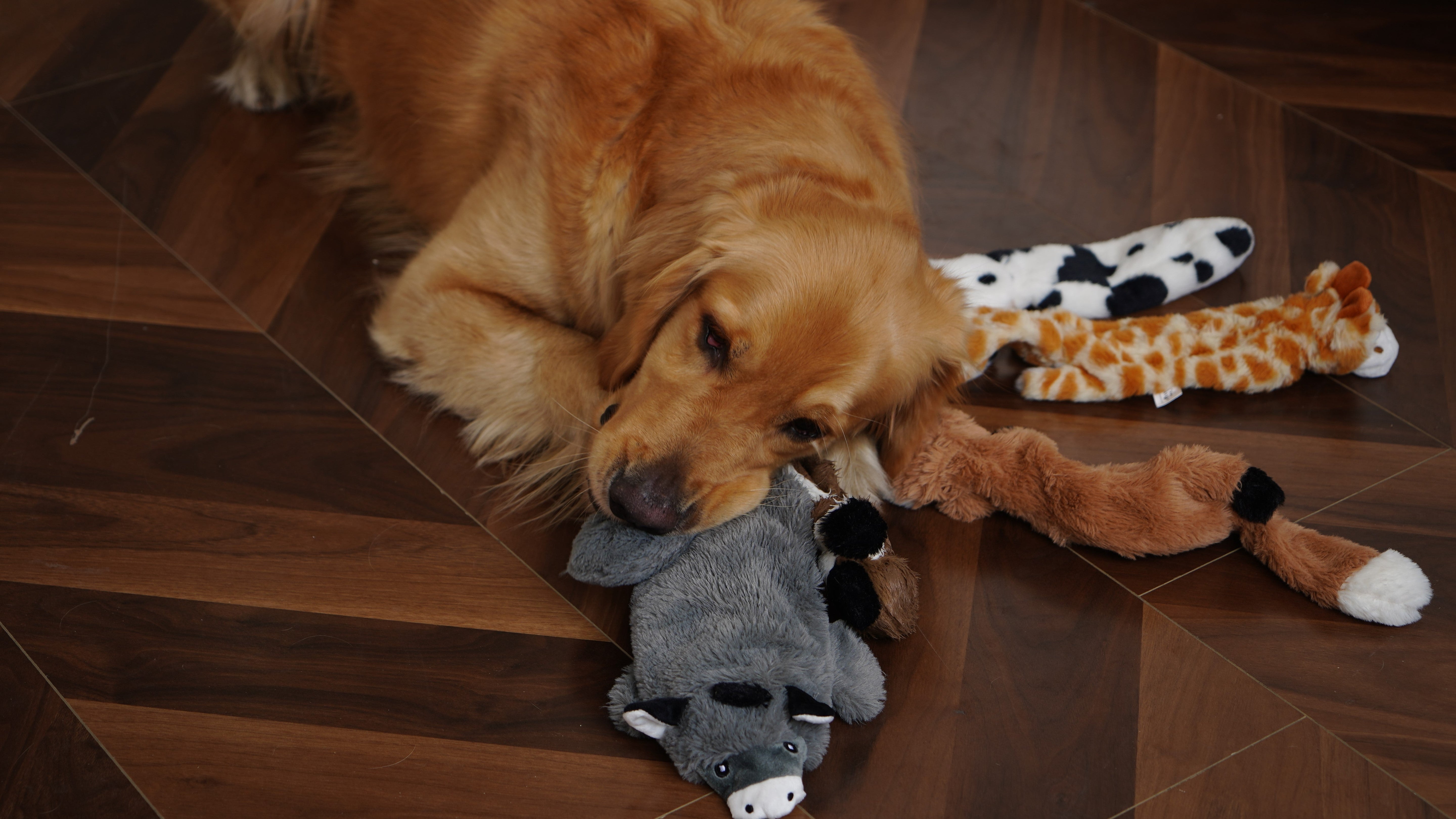 Why Nocciola's 5 pcs Crinkle Dog Squeaky Toys are a Must-Have?
