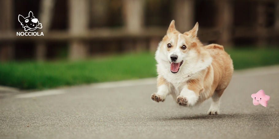 Keep Your Pup Cool and Entertained: Top 5 Interactive Dog Toys for Summer