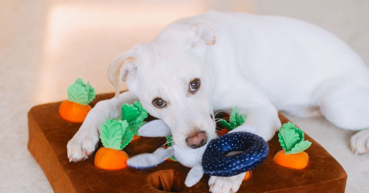 Interactive Dog Puzzle Toys: Boosting Your Pet’s Mental Health and Preventing Boredom