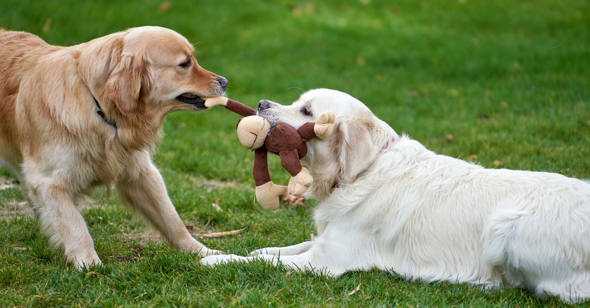 Can Plush Dog Toys Work for Chewers? What to Look For Before You Buy