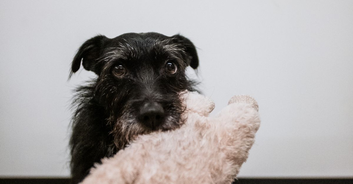 How to Choose Enrichment Toys for Senior Dogs With Slower Bodies and Busy Minds