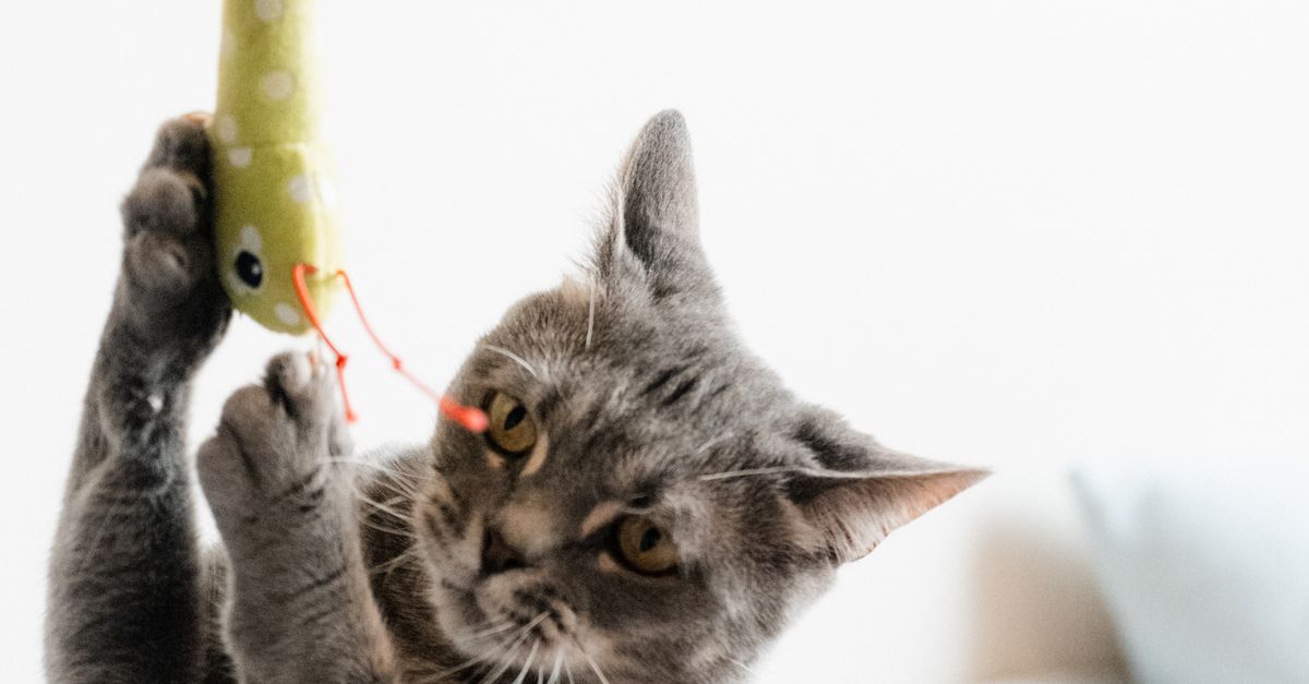 What Is a Cat Kicker Toy and Why Do Cats Love Wrestling With It?