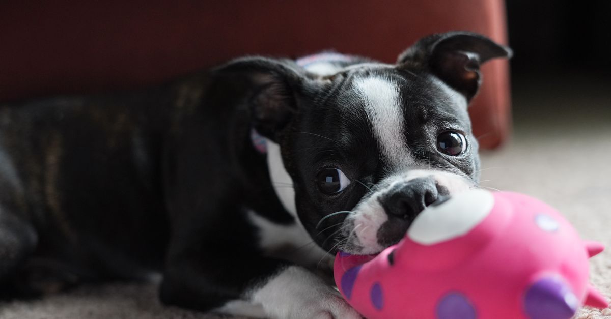 Funny Dog Toys That Make Great Gifts for Pet Parents