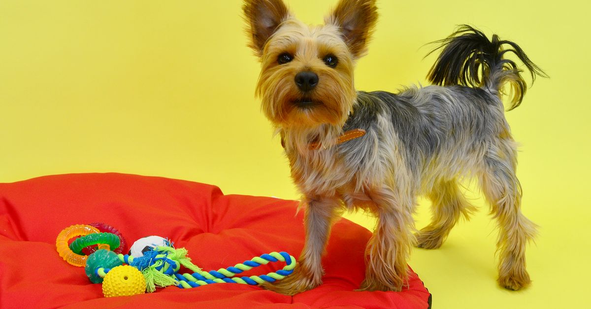 Snuffle Mats vs Treat Dispenser Toys: Which One Is Better for Your Dog?