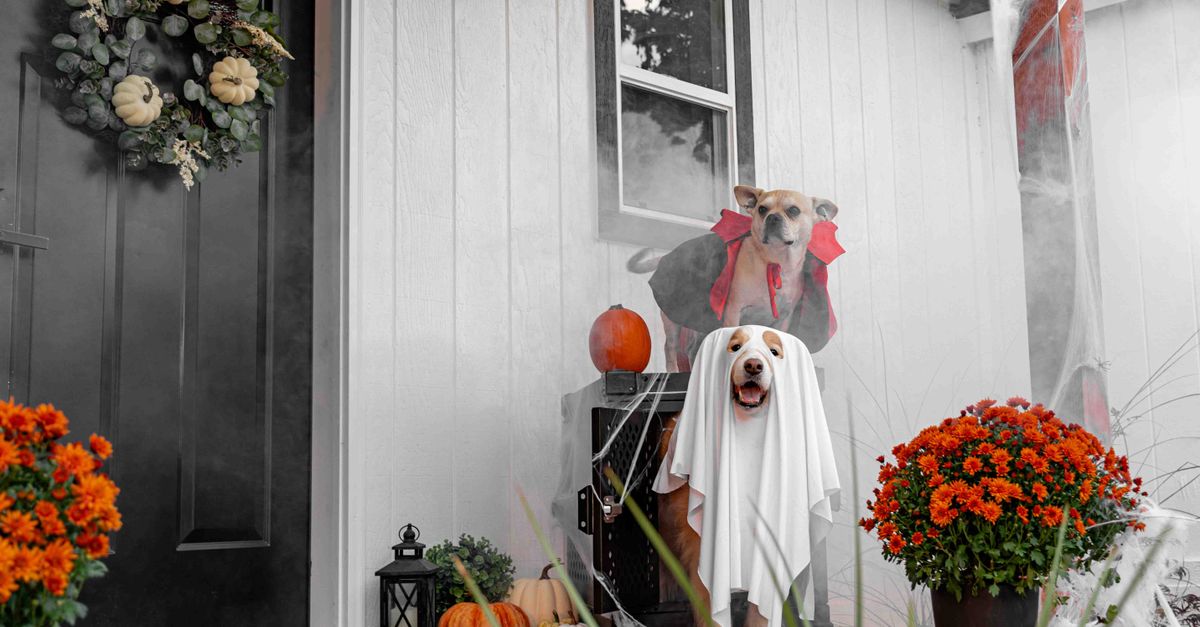 How to Choose Halloween Dog Toys That Are Festive, Fun, and Safe