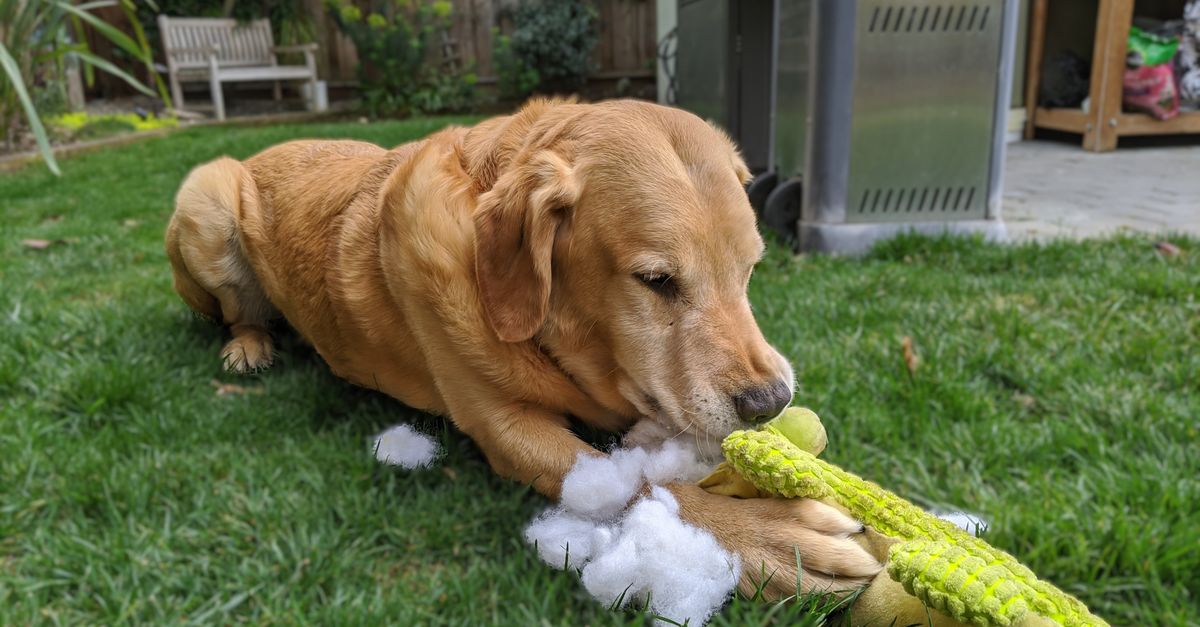 How to Help a Newly Adopted Dog Learn to Play With Toys
