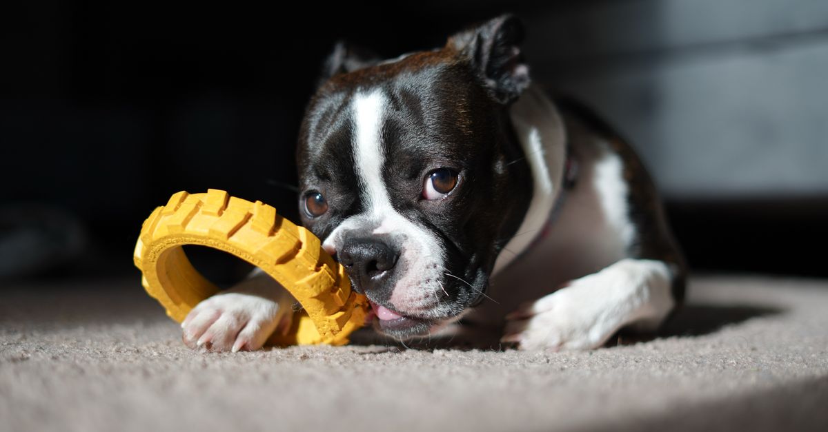 How to Choose Safe and Non-Toxic Dog Toys: What Pet Owners Need to Know
