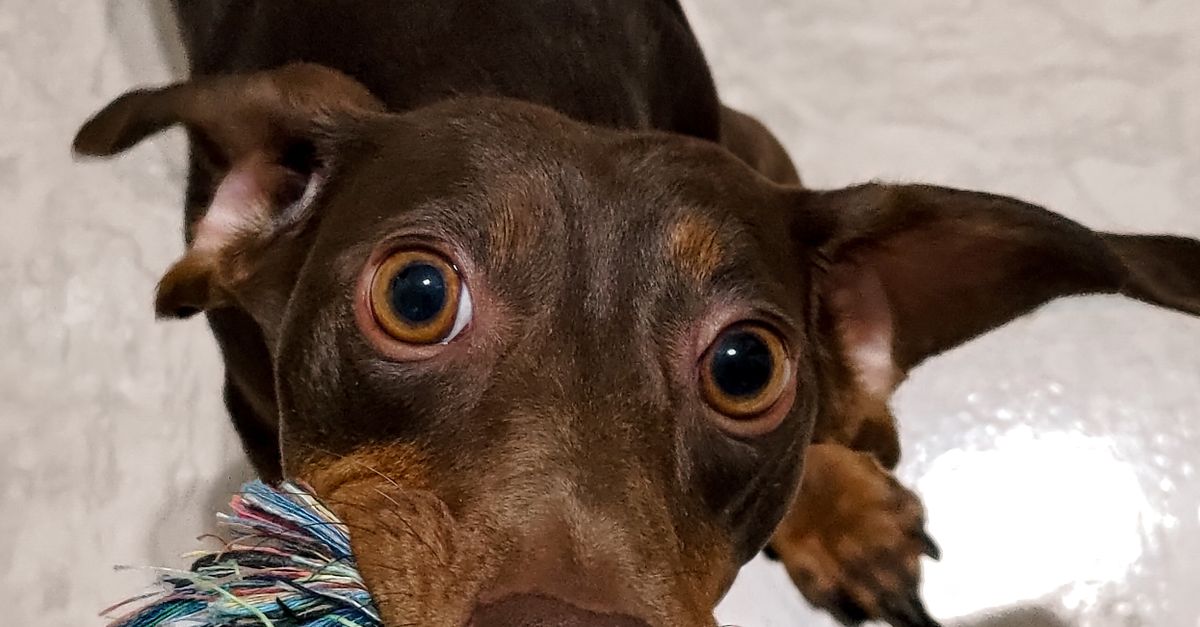 How to Keep Your Dog Busy Indoors on Hot Summer Days