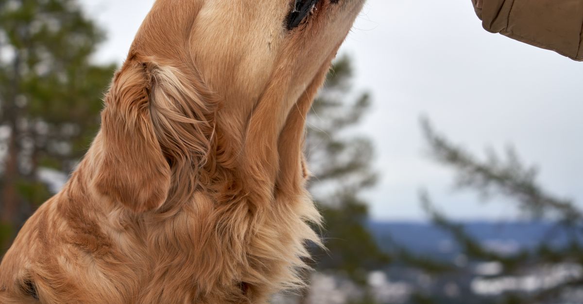 What Can You Put in a Treat-Dispensing Dog Toy Besides Peanut Butter?
