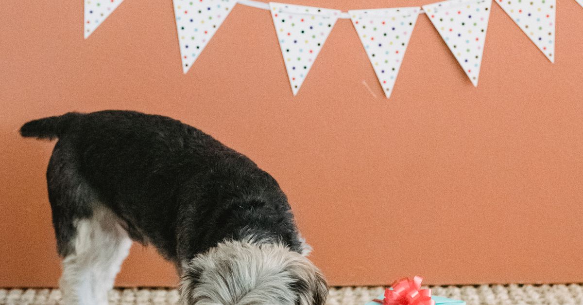 Are Dog Toy Subscription Boxes Worth It for Dogs Who Lose Interest Quickly?