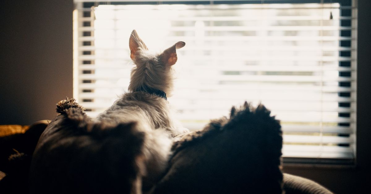 How to Build a Back-to-School Routine That Keeps Your Dog Engaged