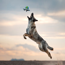 Load image into Gallery viewer, UFO Dog Squeaky Toys for Aggressive chewers
